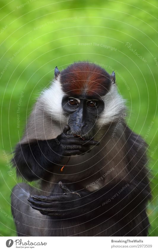 Nahaufnahme Porträt von Halsband Mangabey Essen Natur Tier Tiergesicht Zoo 1 braun grau grün rot weiß mit Halsband mit einer Kappe versehen Affen Cercocebus