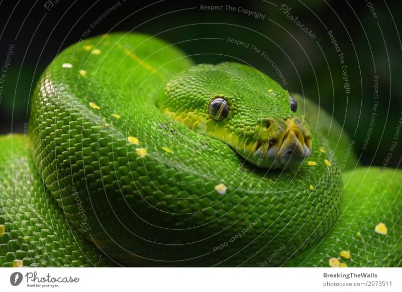 Grüne Baumpython (Morelia viridis) hautnah erleben Tier Wildtier Schlange Tiergesicht Zoo 1 grün Farbe Python Viridis Aussicht tropisch Reptil Chondropython