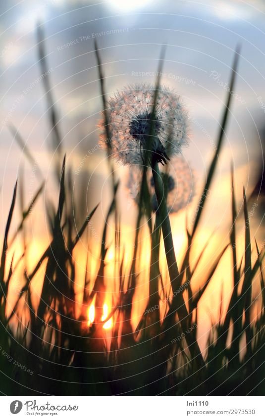 Abendstimmung Pflanze Sonnenaufgang Sonnenuntergang Frühling Schönes Wetter Löwenzahn Garten Park Wiese Feld blau gelb grau orange rosa rot schwarz Abendsonne