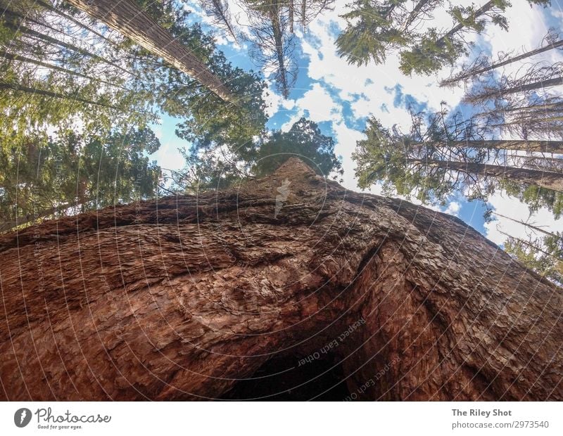 Henry Cowell State Park Bäume vom Boden aus. Lifestyle Ferien & Urlaub & Reisen Tourismus Umwelt Natur Landschaft Pflanze Himmel Regen Baum Blatt Wald alt