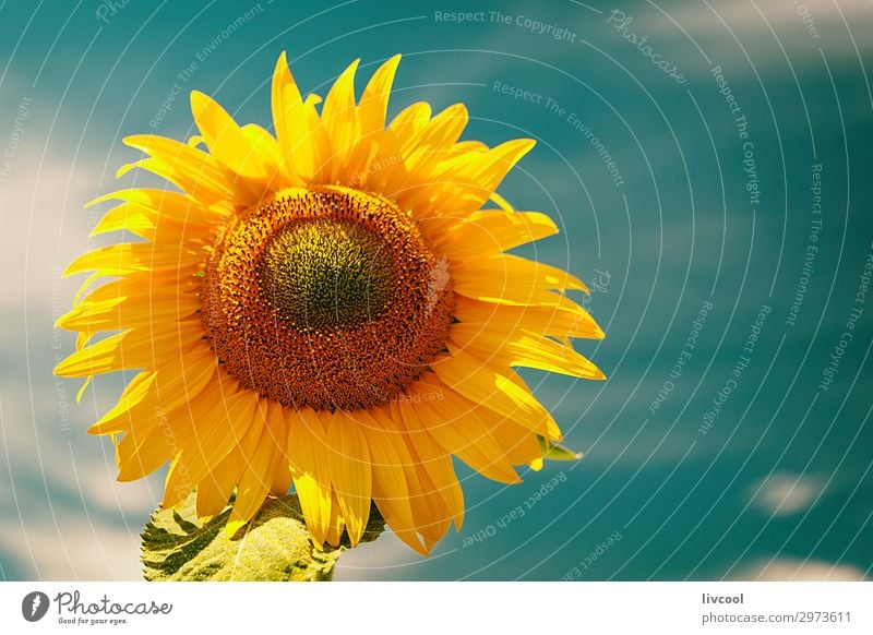 Sonnenblume im Sommer, Spanien Glück Natur Pflanze Wolken Blume Blatt Hügel Dorf authentisch Coolness Fröhlichkeit blau gelb orange Gefühle Zufriedenheit Feld