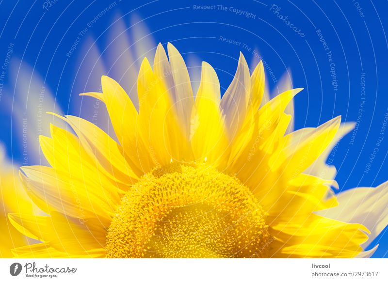 fantastische Sonnenblume III Glück Sommer Natur Pflanze Luft Wolken Blume Blatt Feld Dorf authentisch Coolness gelb Gefühle Fröhlichkeit Optimismus