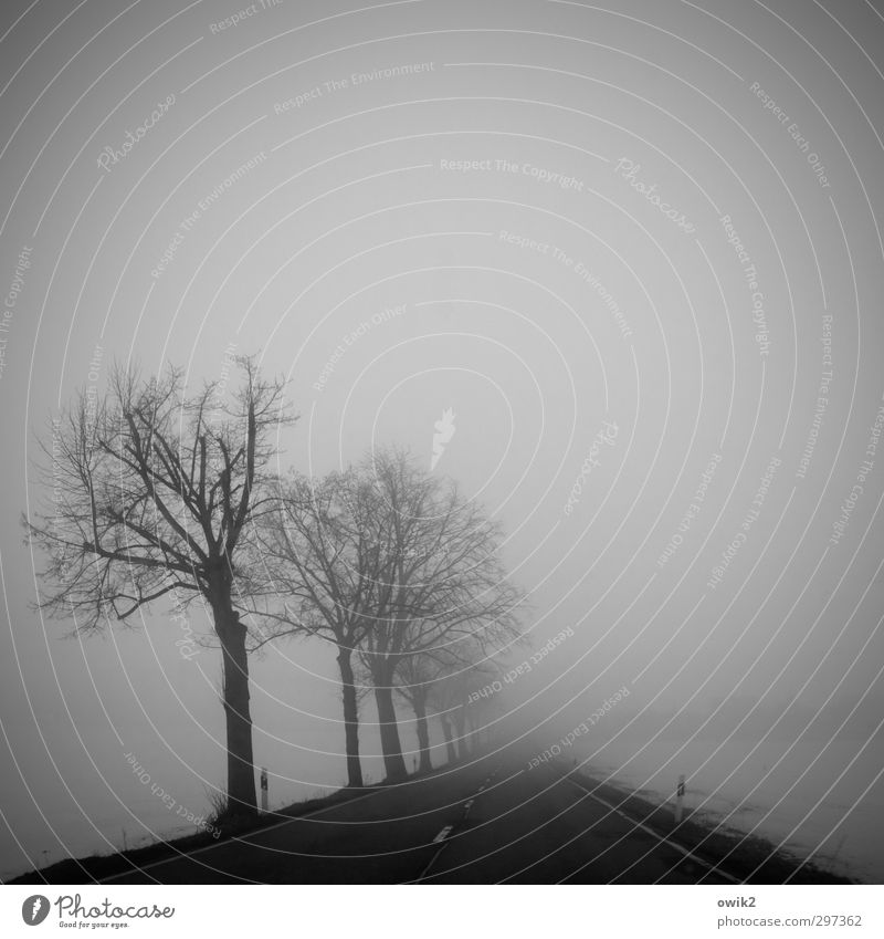 In den Nebel Umwelt Natur Landschaft Winter Eis Frost Schnee Baum karg kahl Verkehr Straße Straßenrand Schilder & Markierungen Mittelstreifen Orientierung
