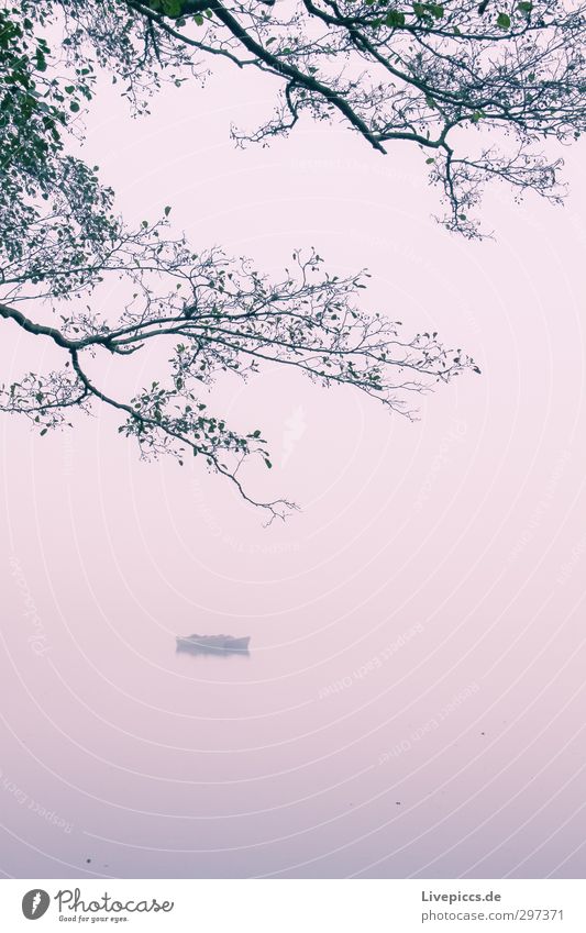 Boot auf der Müritz Umwelt Natur Landschaft Pflanze Wasser Himmel Wolken Herbst Nebel Baum Wildpflanze Seeufer Fischerboot Schwimmen & Baden violett
