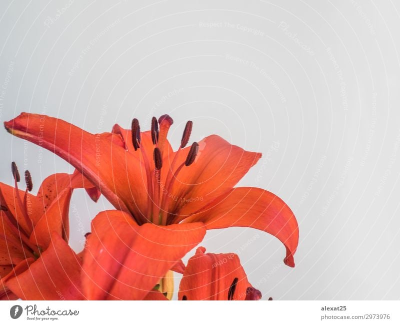Vordergrund von rotem Llium auf weißem Hintergrund elegant schön Sommer Garten Feste & Feiern Natur Pflanze Blume Blatt Blüte Liebe frisch natürlich grün Farbe
