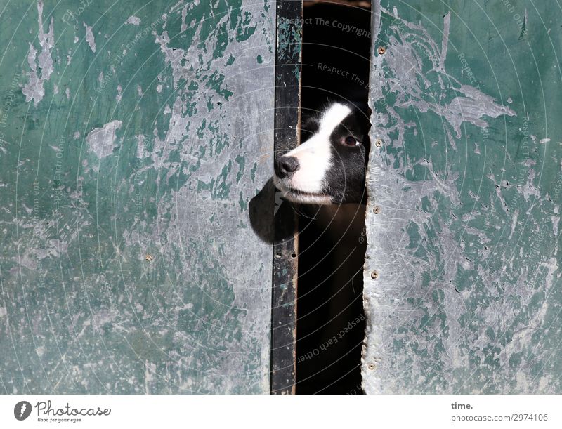 Türspion Mauer Wand Tor Tier Haustier Hund Tiergesicht 1 beobachten Blick warten Sicherheit Schutz Wachsamkeit Ausdauer Neugier Interesse Langeweile Einsamkeit