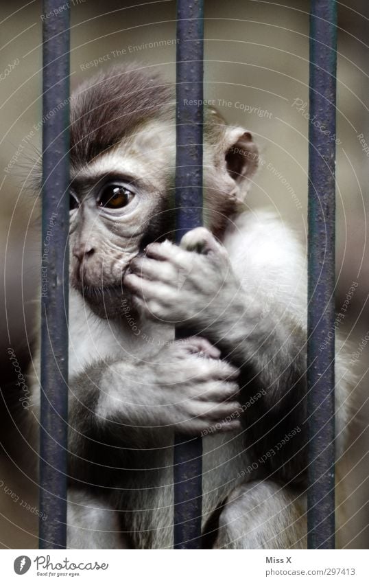 Gefangenschaft Fell 1 Tier Tierjunges dunkel Gefühle Stimmung Traurigkeit Sorge Trauer Einsamkeit Frustration Gefängniszelle gefangen Gitter Käfig Affen