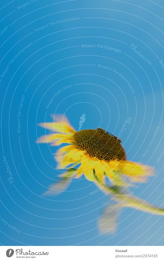 ungerichtete Sonnenblume mit Blick auf die Sonne Glück Sommer Natur Pflanze Urelemente Himmel Blume Blatt Feld Dorf authentisch Coolness schön blau gelb Gefühle