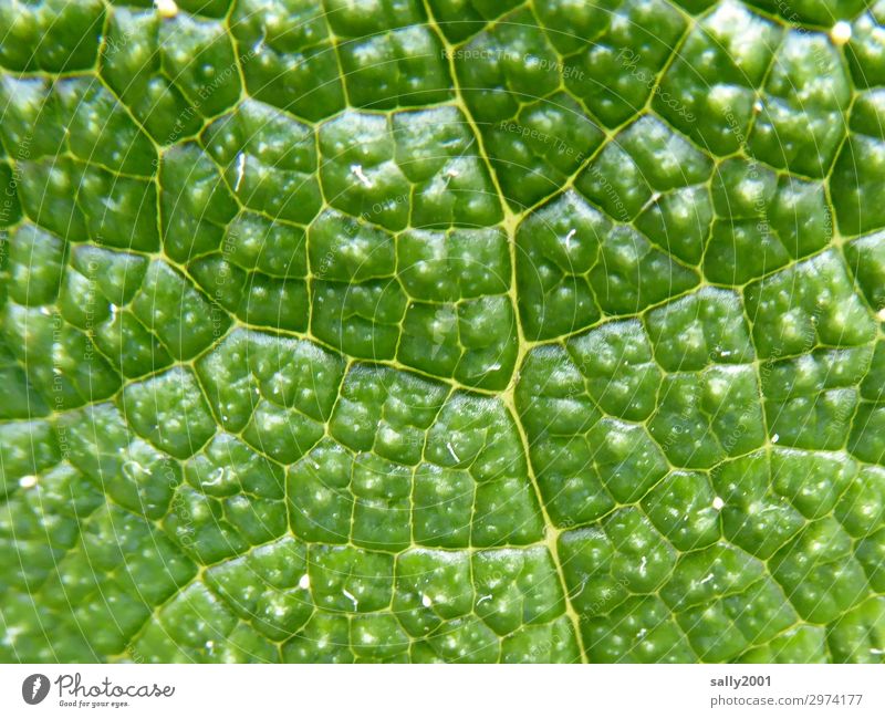 Zellstruktur... Pflanze Blatt einzigartig natürlich grün Natur Überleben Photosynthese Zellteilung Blattadern Wachstum Strukturen & Formen Farbfoto