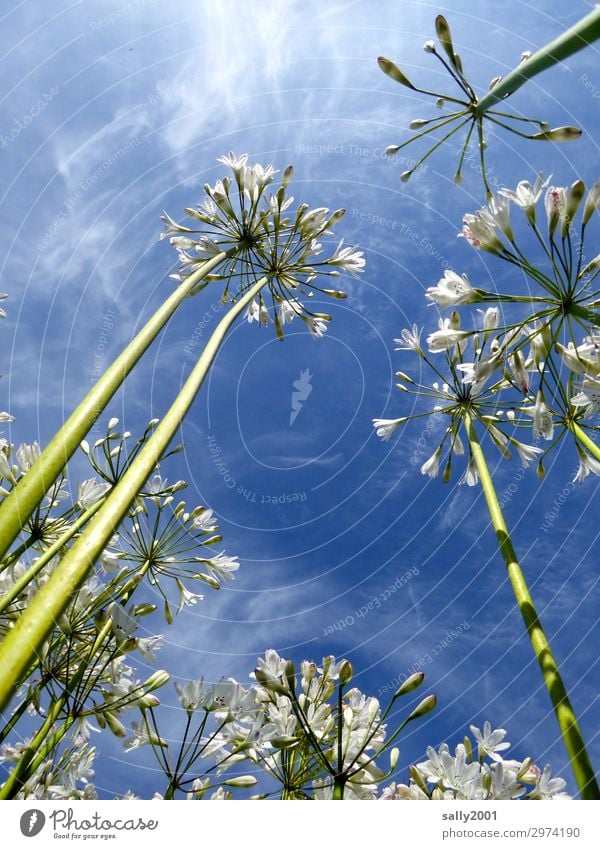 luftig | ...und duftig... Pflanze Himmel Sommer Schönes Wetter Blume schmucklilie agapanthus Blühend ästhetisch Duft weiß Natur schön leicht Leichtigkeit hoch