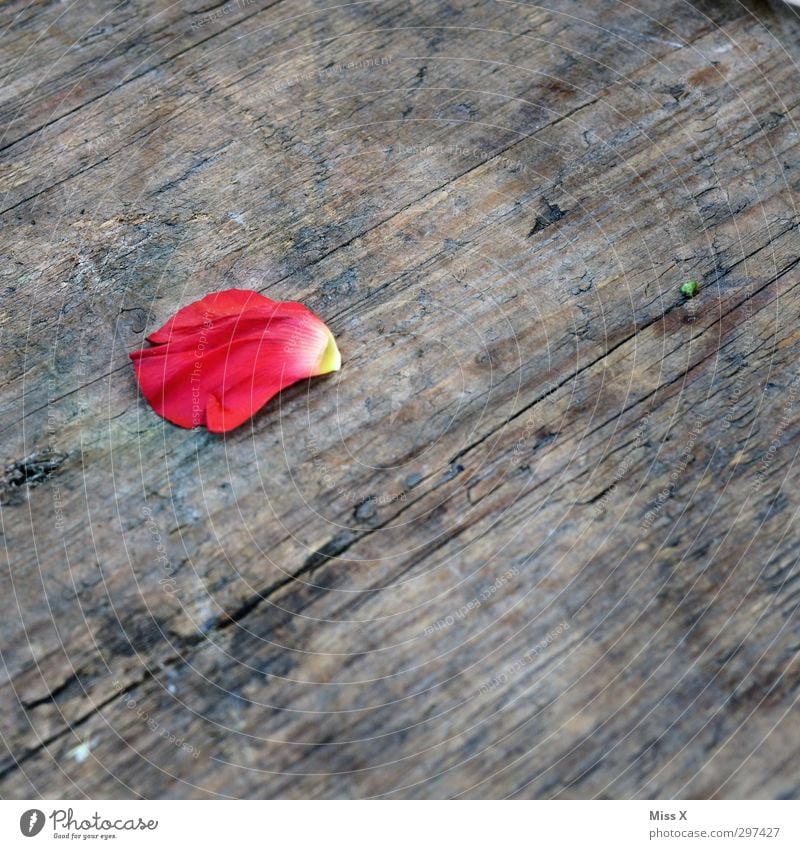 Rosenblatt Blume Blüte Holz verblüht dehydrieren rosa rot Rosenblätter Blütenblatt Farbfoto mehrfarbig Nahaufnahme Menschenleer Textfreiraum rechts