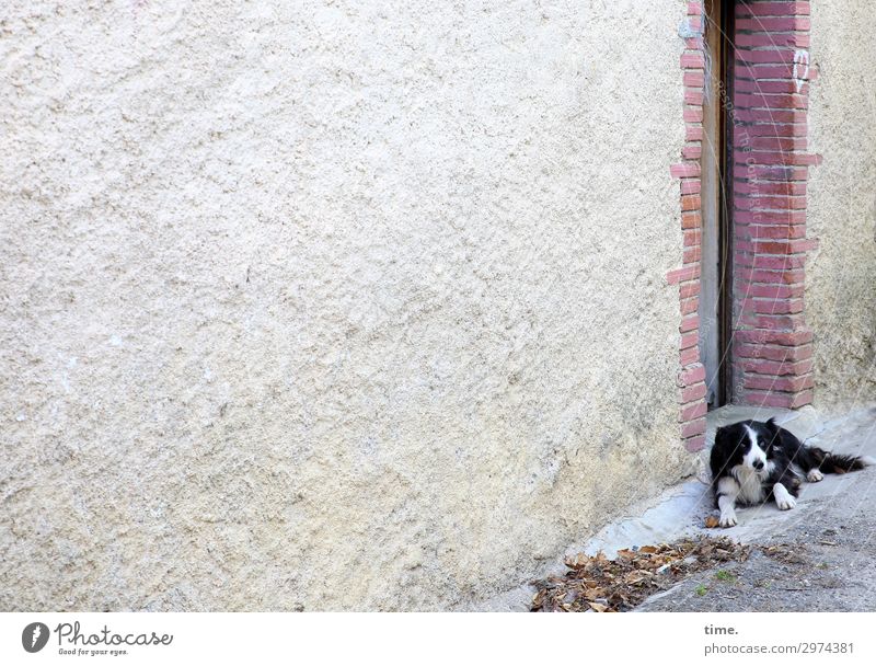 Türvorleger Haus Mauer Wand Tier Haustier Hund 1 Stein beobachten liegen Blick warten Wachsamkeit Gelassenheit geduldig ruhig Neugier Interesse Erholung