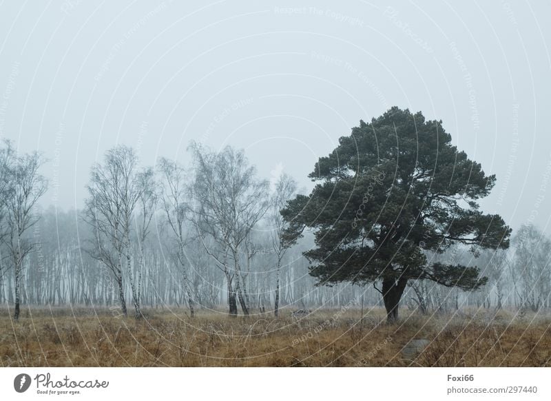 in Szene setzen Natur Landschaft Urelemente Frühling Klima schlechtes Wetter Nebel Eis Frost Baum Gras Wiese Wald Moor Sumpf außergewöhnlich dunkel Erfolg kalt