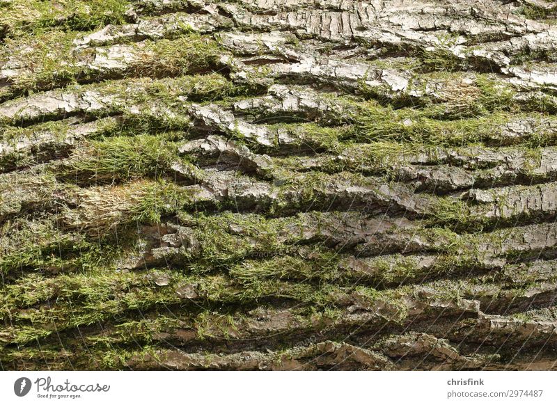 Baumrinde Pflanze Moos Wald tragen Wachstum alt natürlich braun grün Natur Farbfoto Außenaufnahme Tag Licht Schatten