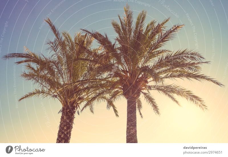 Palmen in einem warmen Sonnenuntergang im Sommer exotisch schön Erholung Ferien & Urlaub & Reisen Tourismus Strand Meer Insel Natur Landschaft Pflanze Himmel