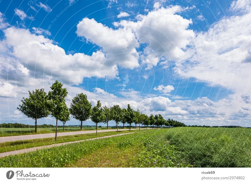 Feld mit Bäumen in der Nähe von Rostock Erholung Ferien & Urlaub & Reisen Tourismus Landwirtschaft Forstwirtschaft Umwelt Natur Landschaft Pflanze Wolken