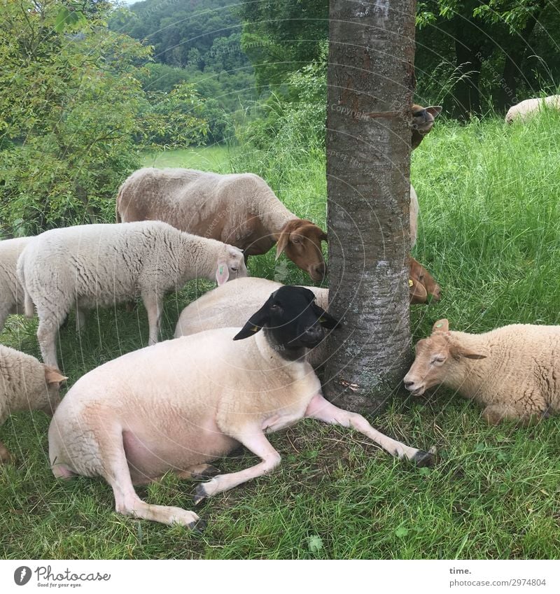 Muggelbaum | wertvoll Umwelt Natur Baum Sträucher Wiese Tier Nutztier Schaf Schafherde Tiergruppe liegen stehen Vertrauen Sicherheit Schutz Geborgenheit