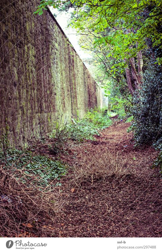 Verloren Garten Natur Pflanze Baum Sträucher Blatt Park Dublin Republik Irland Mauer Wand Wege & Pfade alt dreckig natürlich braun grün Einsamkeit vergessen