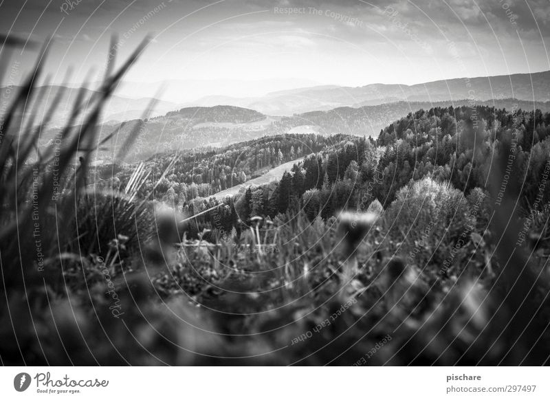 Grüne Mark Natur Landschaft Himmel Gras Wiese Wald Hügel Bundesland Steiermark Österreich Schwarzweißfoto Außenaufnahme Tag Dämmerung Licht Kontrast Unschärfe