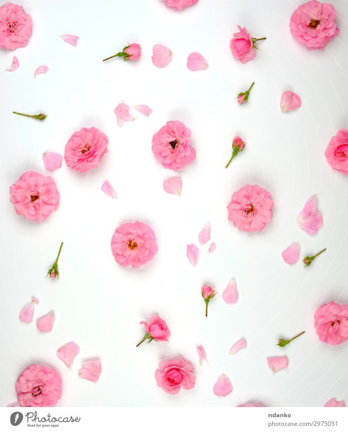 blühende Knospen von rosa Rosen Design schön Sommer Dekoration & Verzierung Feste & Feiern Hochzeit Kunst Natur Pflanze Blume Blüte frisch klein natürlich weiß
