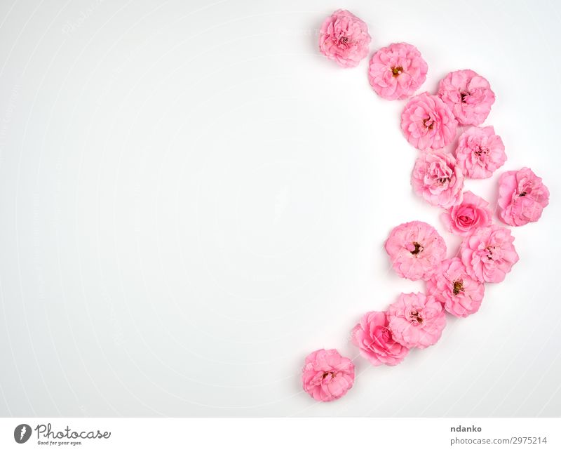 blühende Knospen von rosa Rosen Design schön Sommer Dekoration & Verzierung Feste & Feiern Valentinstag Hochzeit Kunst Natur Pflanze Blume Blüte Blühend frisch