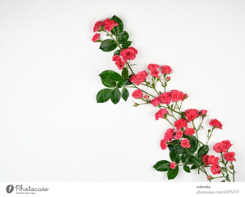 blühende Knospen von rosa Rosen und grünen Blättern Design schön Sommer Dekoration & Verzierung Feste & Feiern Hochzeit Natur Pflanze Blume Blüte Blühend frisch