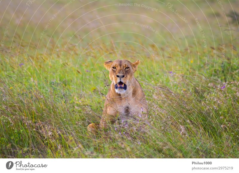 Löwin in der Savanne sitzend Gesicht Ferien & Urlaub & Reisen Frau Erwachsene Natur Tier Park Katze natürlich wild gelb gefährlich Afrika Afrikanisch