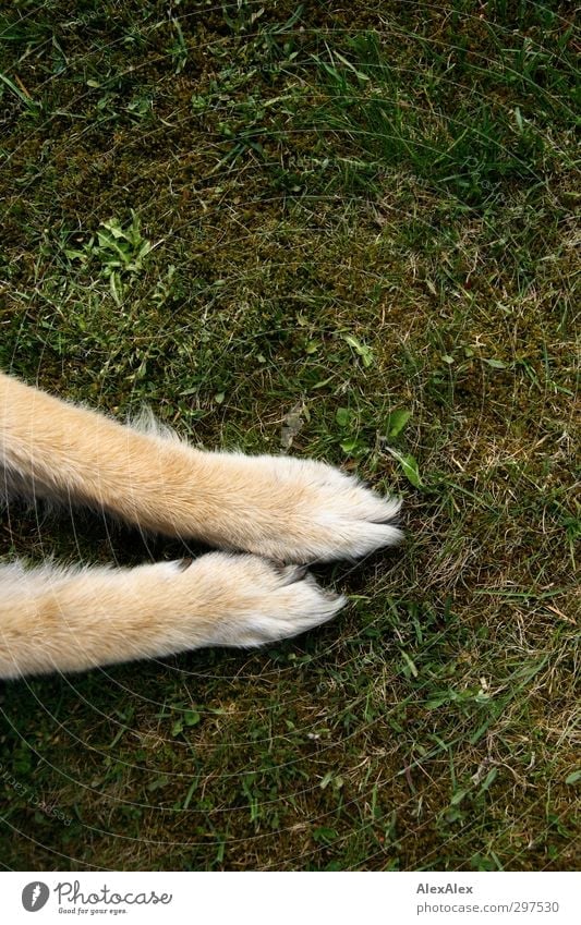 Tapsen Pflanze Gras Moos Haustier Hund Pfote 1 Tier liegen retro gelb grün Gefühle achtsam Wachsamkeit Langeweile Freizeit & Hobby Schäferhund Fell Farbfoto