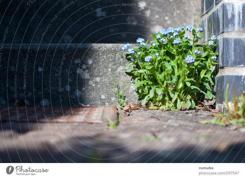 Vergissmeinnicht Myosotis Ein Lizenzfreies Stock Foto Von