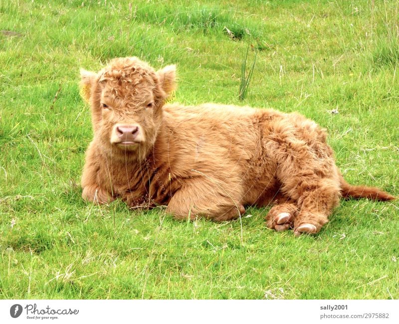 Wer spielt mit mir? Gras Wiese Schottland Tier Nutztier Kuh Kalb Schottisches Hochlandrind 1 Tierjunges beobachten liegen warten blond frech schön Erholung