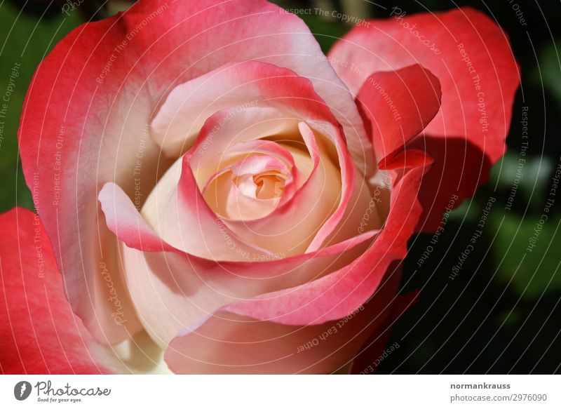 Rosenblüte Pflanze Blume Blüte leuchten Duft schön natürlich rosa rot Liebe Verliebtheit Treue Romantik Blühend Blütenblatt Farbfoto Außenaufnahme Nahaufnahme