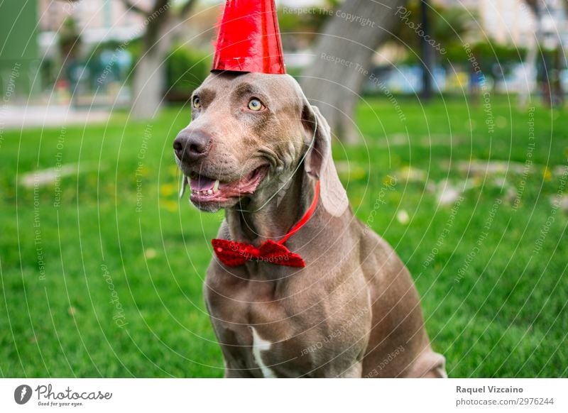 Lustiger Weimaraner Hund mit einem roten Geburtstagshut im Park. Freude Sommer Feste & Feiern Gras Haustier 1 Tier Bewegung Freundlichkeit Fröhlichkeit Glück