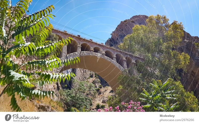Caminito del Rey Umwelt Natur Landschaft Pflanze Himmel Wolkenloser Himmel Sonne Sommer Schönes Wetter Wärme Baum Blume Sträucher Wildpflanze exotisch Felsen