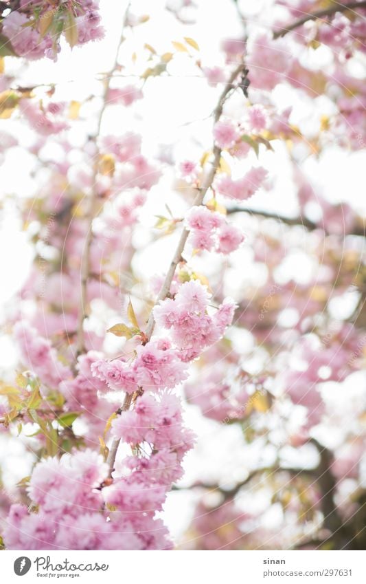 Blühende japanische Kirsche! elegant Stil Natur Pflanze Frühling Sommer Blüte Kirschbaum Kirschblüten Garten ästhetisch Duft fantastisch hell schön rosa Gefühle