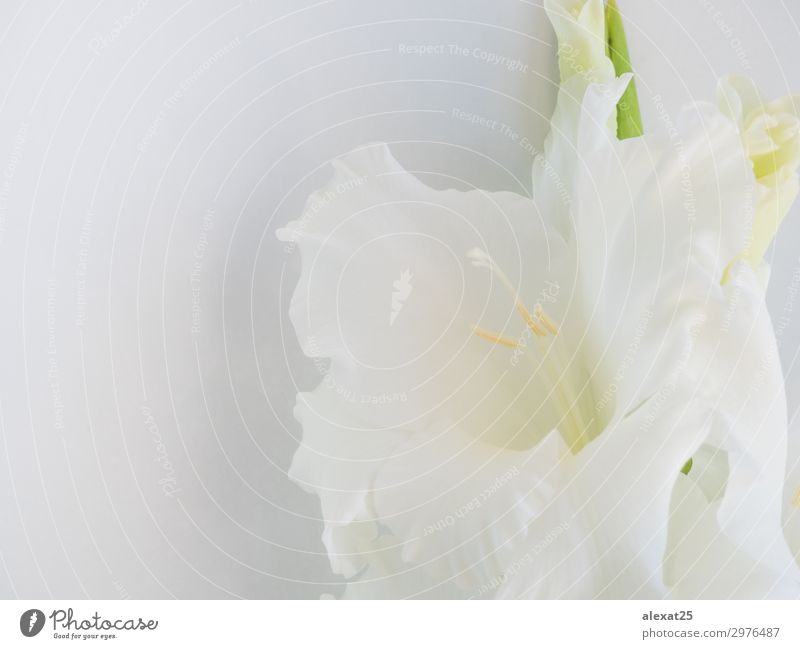 Vordergrund der weißen Blume auf weißem Hintergrund elegant schön Sommer Natur Pflanze Blatt Blüte frisch natürlich weich grün Beautyfotografie schließen