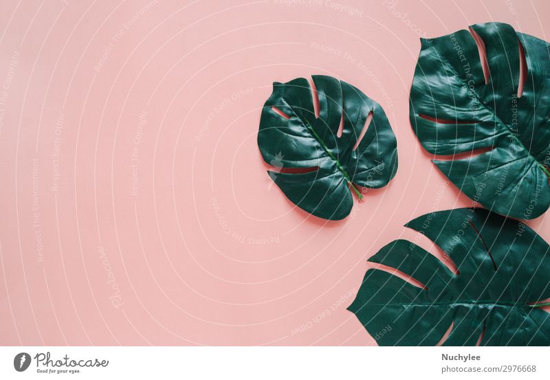Kreative flache Lage einer grünen Botanikpflanze auf farbigem Hintergrund Lifestyle Stil Design schön Sommer Dekoration & Verzierung Tapete Business Natur