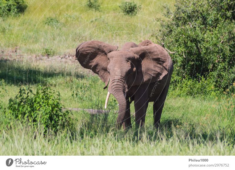 Ein alter Elefant in der Savanne Spielen Ferien & Urlaub & Reisen Safari Natur Tier Park groß Afrika Kenia Samburu Afrikanisch Schlacht Verhalten kämpfen