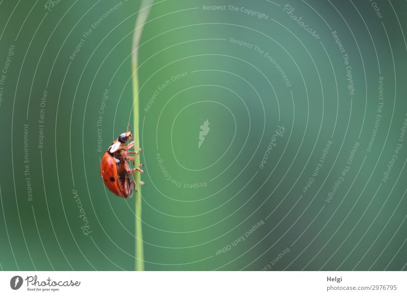 ein Marienkäfer krabbelt an einem dünnen Grashalm in die Höhe Umwelt Natur Pflanze Tier Sommer Halm Park Käfer 1 krabbeln ästhetisch klein natürlich grün rot