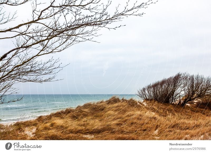 Weststrand auf dem Darß Ferien & Urlaub & Reisen Tourismus Strand Meer Insel Natur Landschaft Wasser Himmel Frühling Herbst Wind Baum Gras Sträucher Wiese
