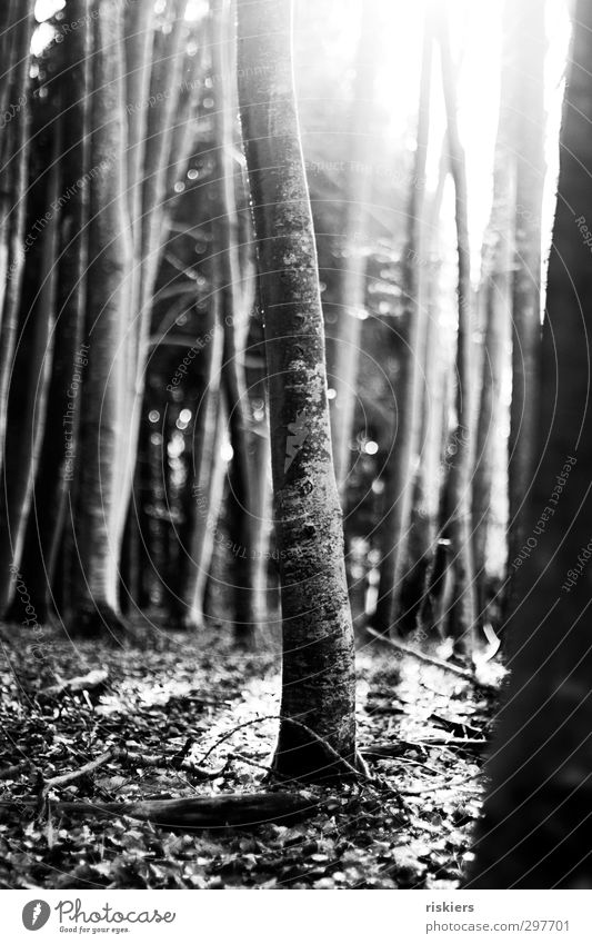 Märchenwald i Umwelt Natur Pflanze Sonne Sonnenaufgang Sonnenuntergang Sonnenlicht Frühling Herbst Schönes Wetter Baum Wald leuchten Gefühle Lebensfreude