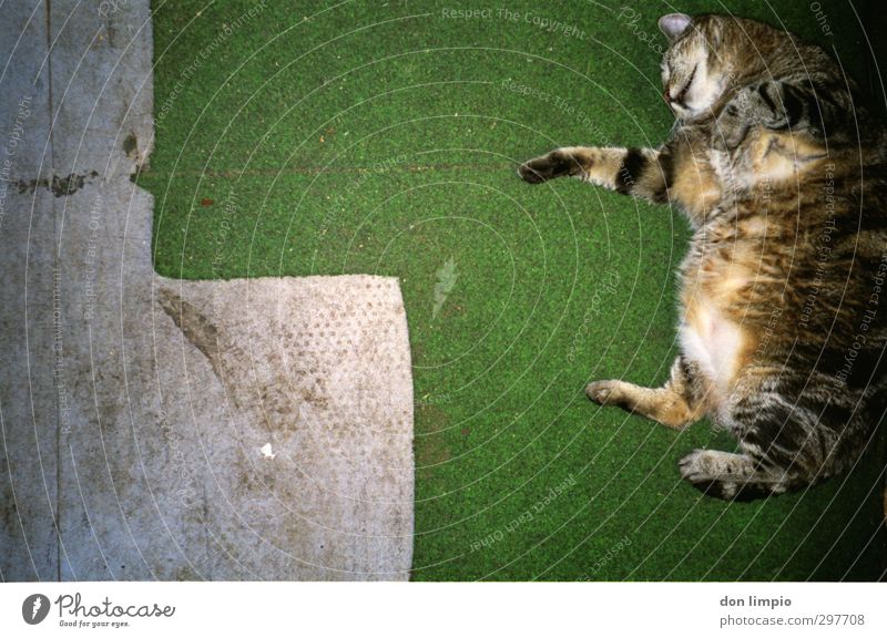 ...Mühe gegeben. Yoga Wiese Haustier Katze 1 Tier fallen fliegen krabbeln springen dick kuschlig nah grau grün Zufriedenheit beweglich Ausdauer anstrengen