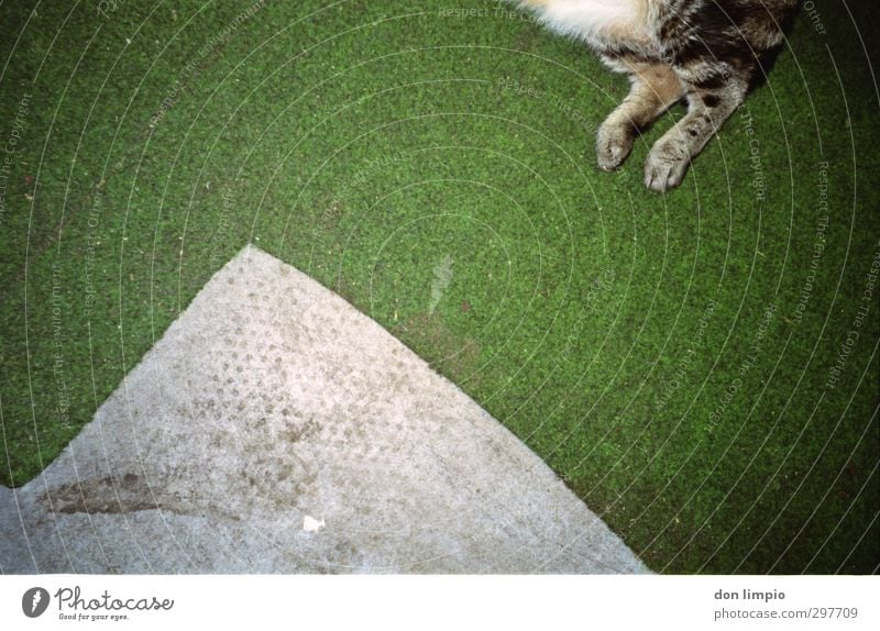 ..mal mehr Haustier Katze 1 Tier fallen fliegen grau grün Surrealismus Tigerfellmuster Beine Teppich Farbfoto Innenaufnahme Menschenleer Textfreiraum links