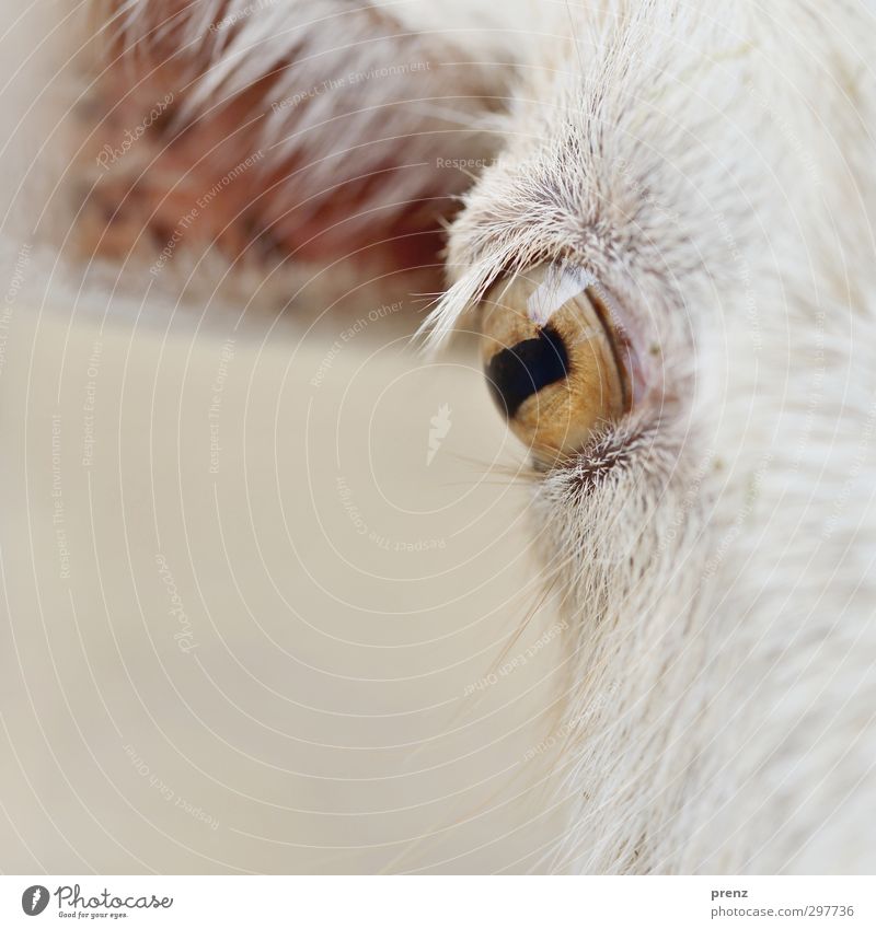 Augenblick Tier Nutztier braun weiß Ziegen Blick Blick in die Kamera Farbfoto Außenaufnahme Nahaufnahme Detailaufnahme Tag Zentralperspektive Porträt