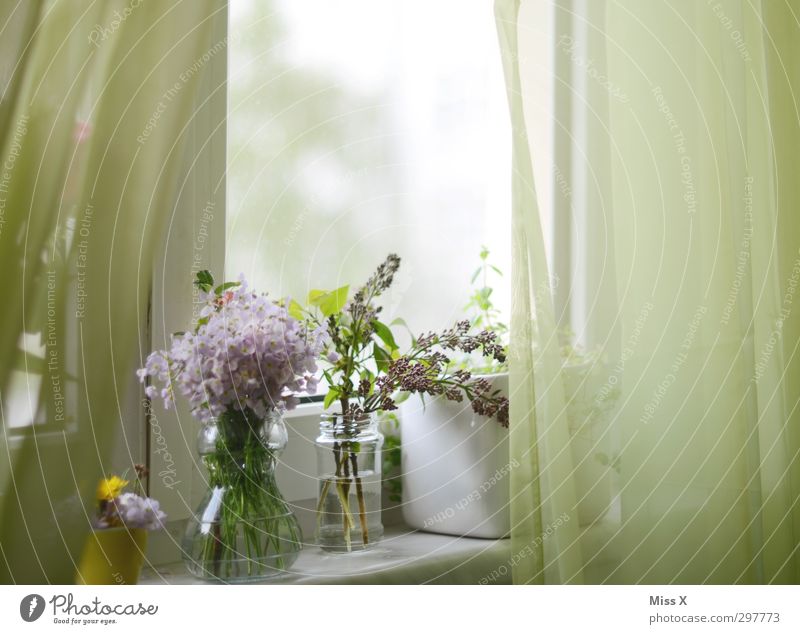 Frühling am Fenster Häusliches Leben Dekoration & Verzierung Muttertag Schönes Wetter Pflanze Blume Blüte Blühend Duft Wiesen-Schaumkraut Blumenvase