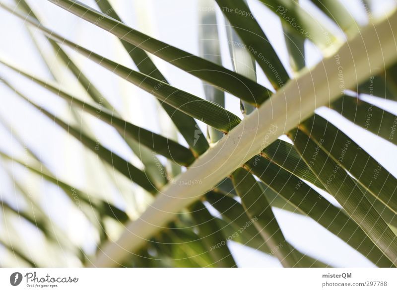 Auf die Palme. Kunst ästhetisch Natur Palmenwedel Palmendach grün Sommerurlaub Ferien & Urlaub & Reisen Urlaubsfoto Urlaubsort Urlaubsstimmung Urlaubsgrüße