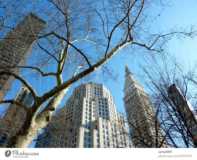 Wolkenkratzer... Baum Platane New York City USA Amerika Stadt Stadtzentrum Skyline Haus Hochhaus gigantisch hoch Partnerschaft Zufriedenheit Netzwerk Winter