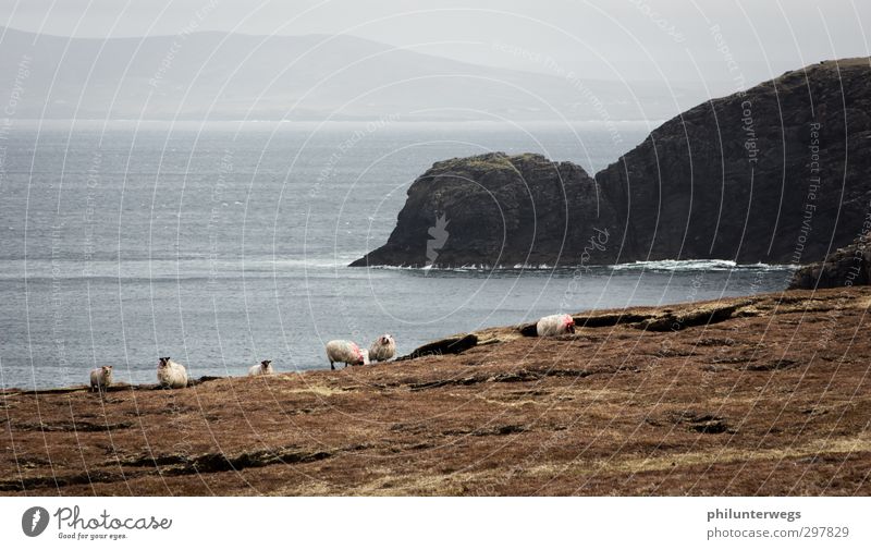 Irish coast Ausflug Abenteuer Ferne Freiheit Expedition Insel Natur Landschaft Erde Wasser Klima Wetter Nebel Regen Wiese Hügel Felsen Küste Bucht Meer