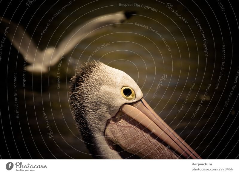 Ein  Überflieger, eine Möve fliegt über einen Pelikan. Man sieht nur den Kopf und den Schnabel. exotisch Freude harmonisch Ausflug Sommer Natur Schönes Wetter