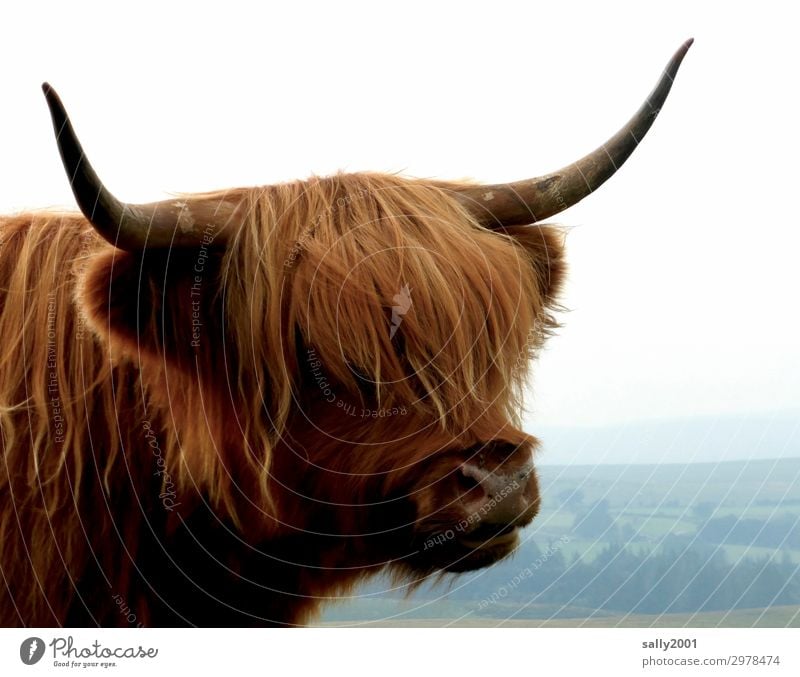 Wo geht's bitte zum Friseur...? Tier Nutztier Kuh Fell Schottisches Hochlandrind Horn 1 beobachten authentisch Freundlichkeit trendy Neugier braun Pony