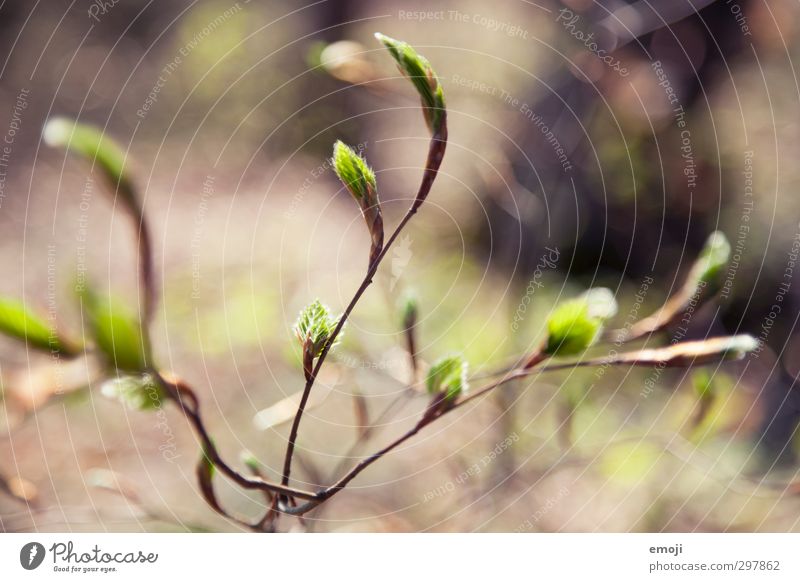 spriessen Umwelt Natur Pflanze Frühling Schönes Wetter Sträucher Blatt Grünpflanze natürlich braun grün sprießen Farbfoto Außenaufnahme Makroaufnahme